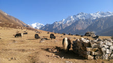 Load image into Gallery viewer, Beautiful trekking yoga group travel Nepal Himalayas