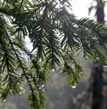 Load image into Gallery viewer, 'Immersion into nature - yoga retreat’ 4th - 6th September, 2026 (3d/2n)