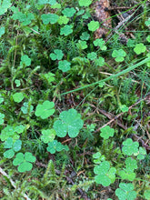 Load image into Gallery viewer, 'Immersion into nature - yoga retreat’ 4th - 6th September, 2026 (3d/2n)