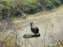 Load image into Gallery viewer, Nepal Adventure 2026, Yoga ~ Trekking ~ Wildlife ~ Nature ~ Culture / 7th - 21st March