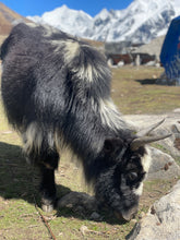 Load image into Gallery viewer, Nepal Adventure 2026, Yoga ~ Trekking ~ Wildlife ~ Nature ~ Culture / 7th - 21st March