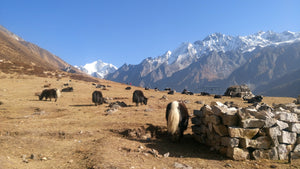 Beautiful trekking yoga group travel Nepal Himalayas