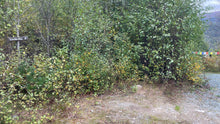Load image into Gallery viewer, ‘Disconnect, Relax, Nature Immersion Yoga Retreat’ 9th - 15th Aug, 2027 (7d/6n) - Norway