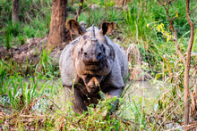 Load image into Gallery viewer, rhino chitwan yoga retreat nepal